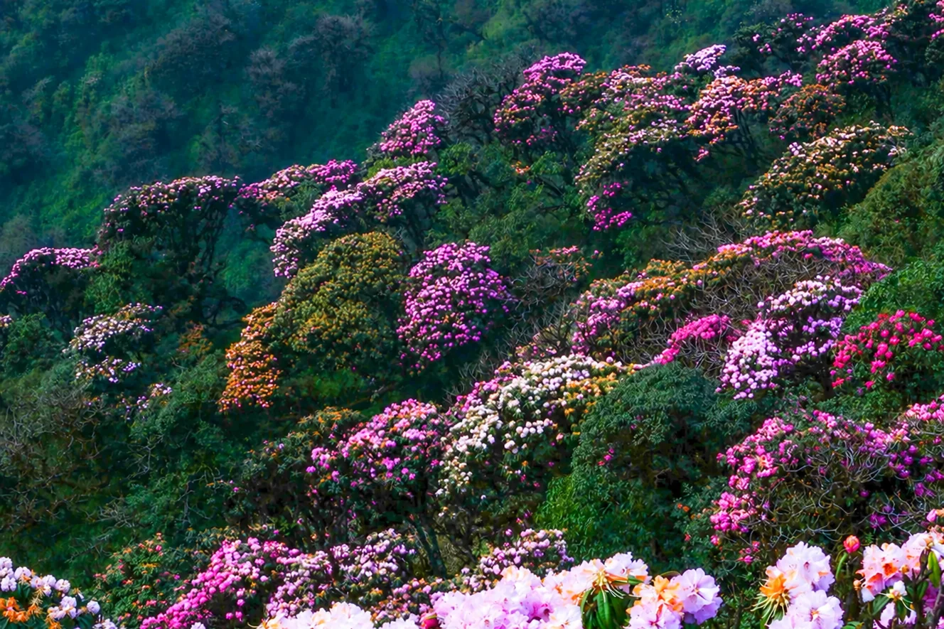 Stories Under the Thousand-Year Rhododendrons of Putaleng