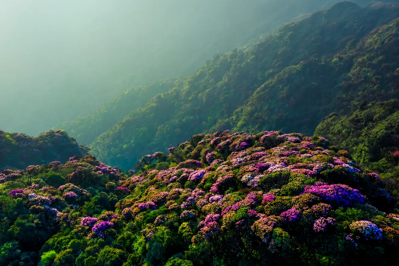 Ancient rhododendrons in bloom across a misty Putaleng mountainside in spring