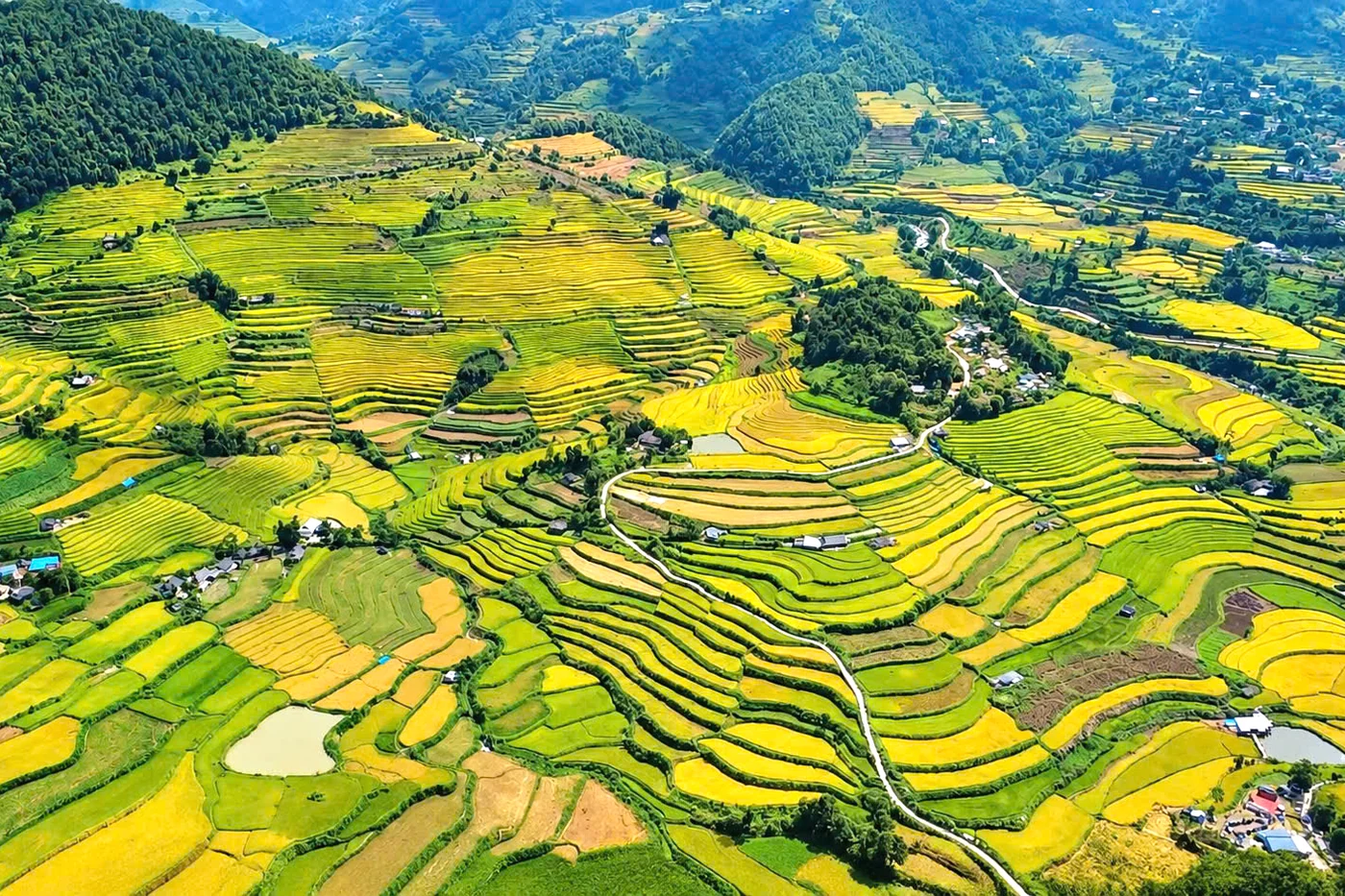 Golden terraced rice fields in the northwest highlands during the autumn harvest