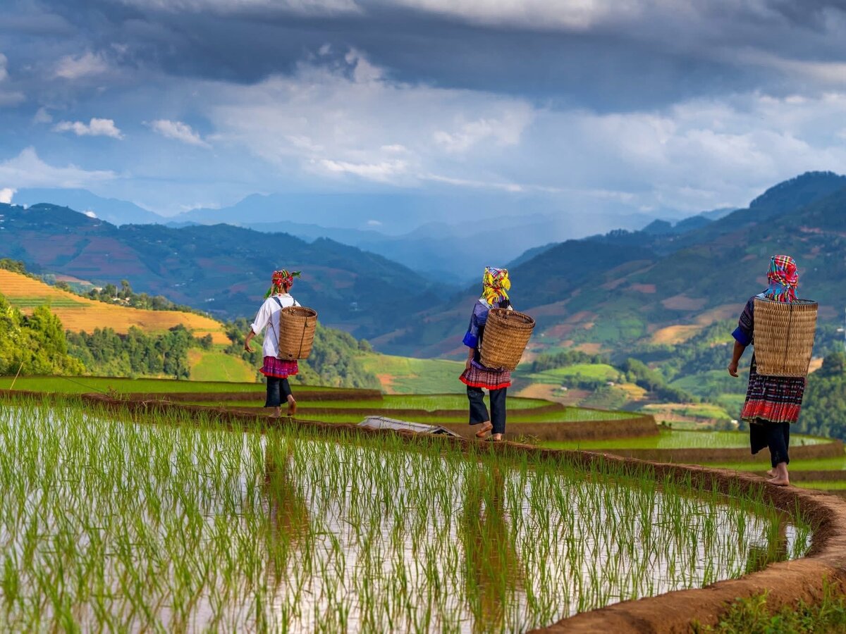 Flooded green rice terraces in June