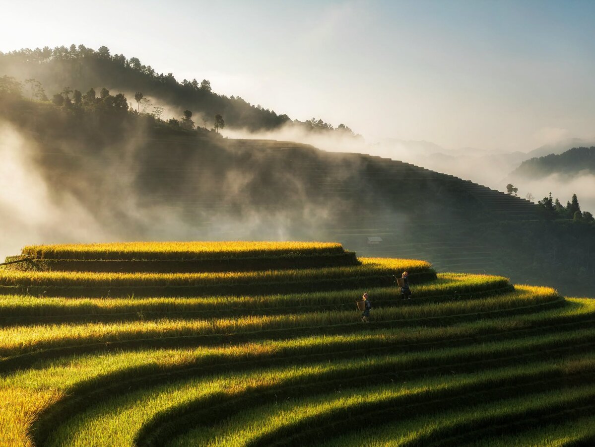 Golden rice harvest work in September