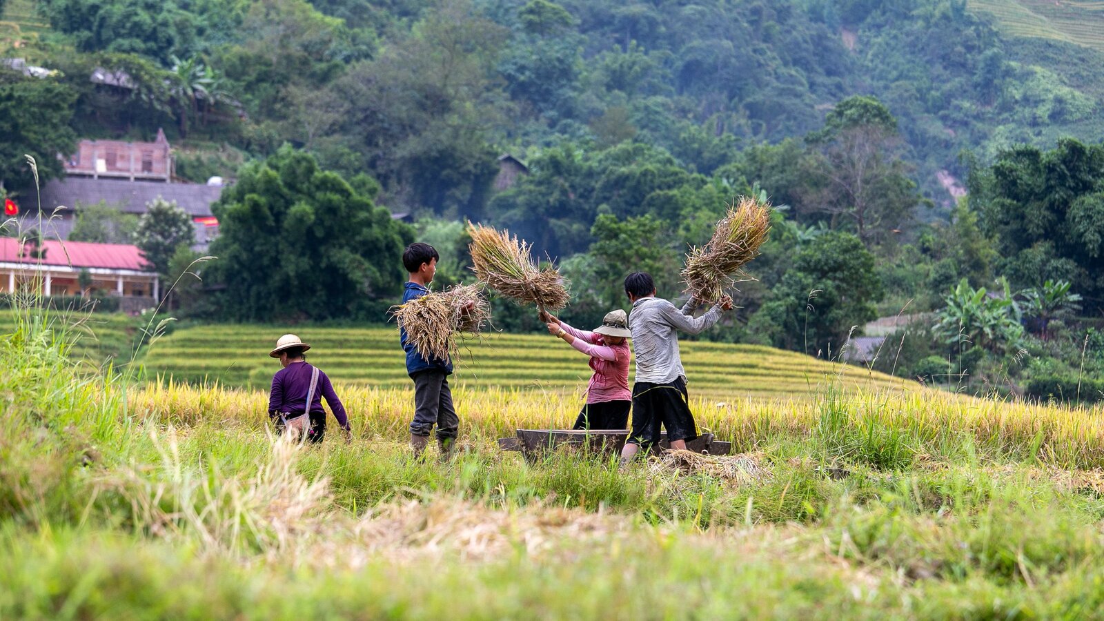 Three generations harvesting rice together