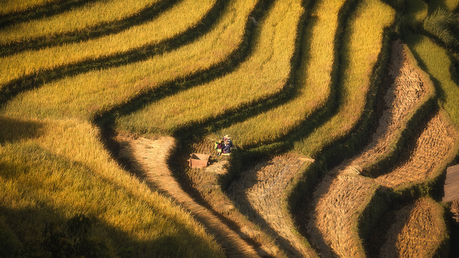 Rice terrace at golden hour