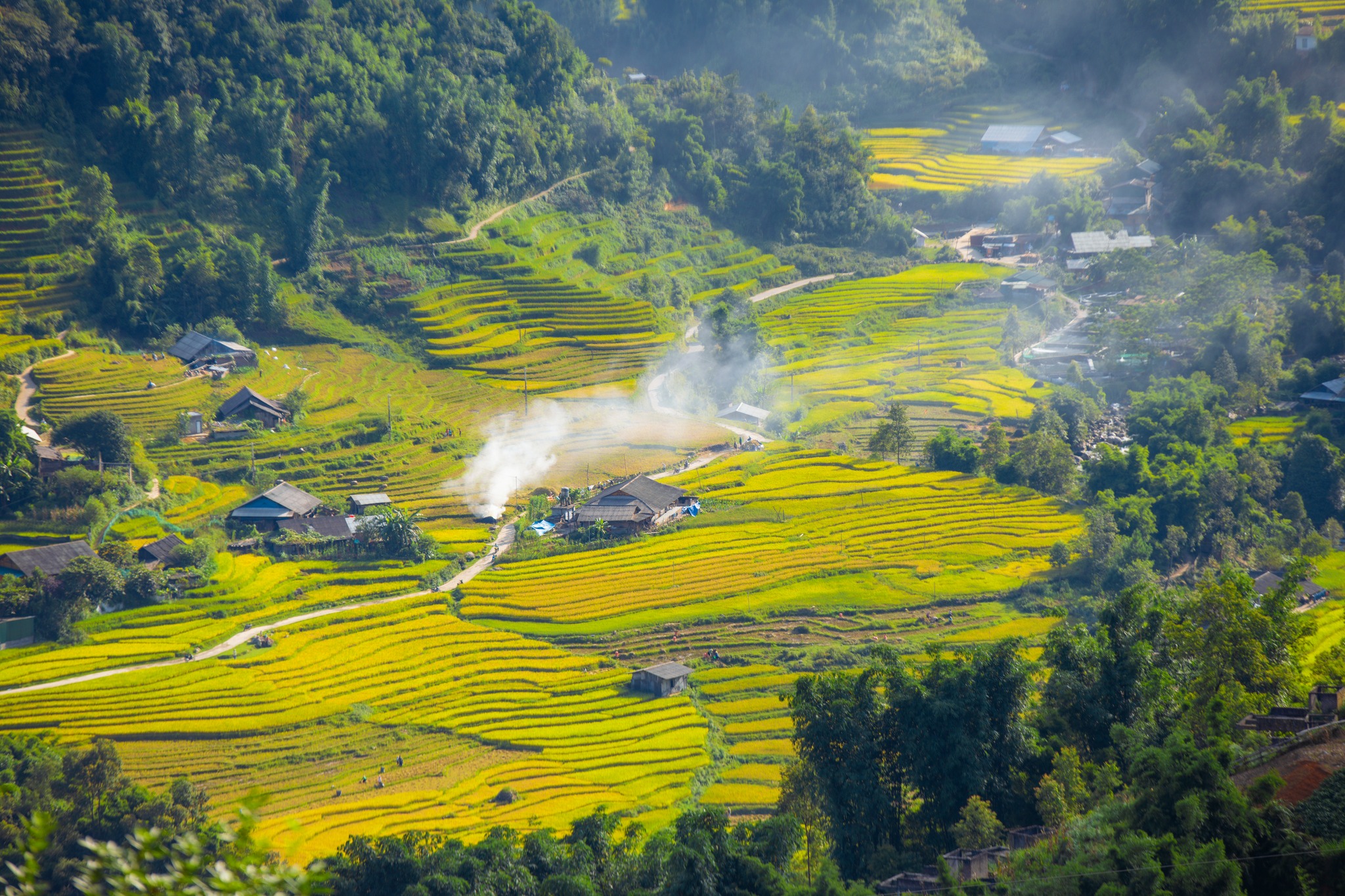 Rice Harvest Season in Sapa & Northwest Vietnam (2026 Guide)