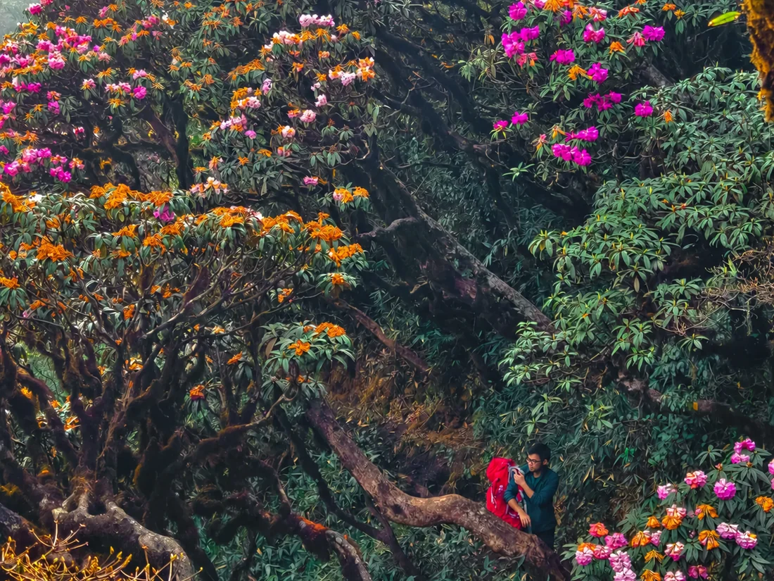 Rhododendron in bloom in the Putaleng old-growth forest in spring