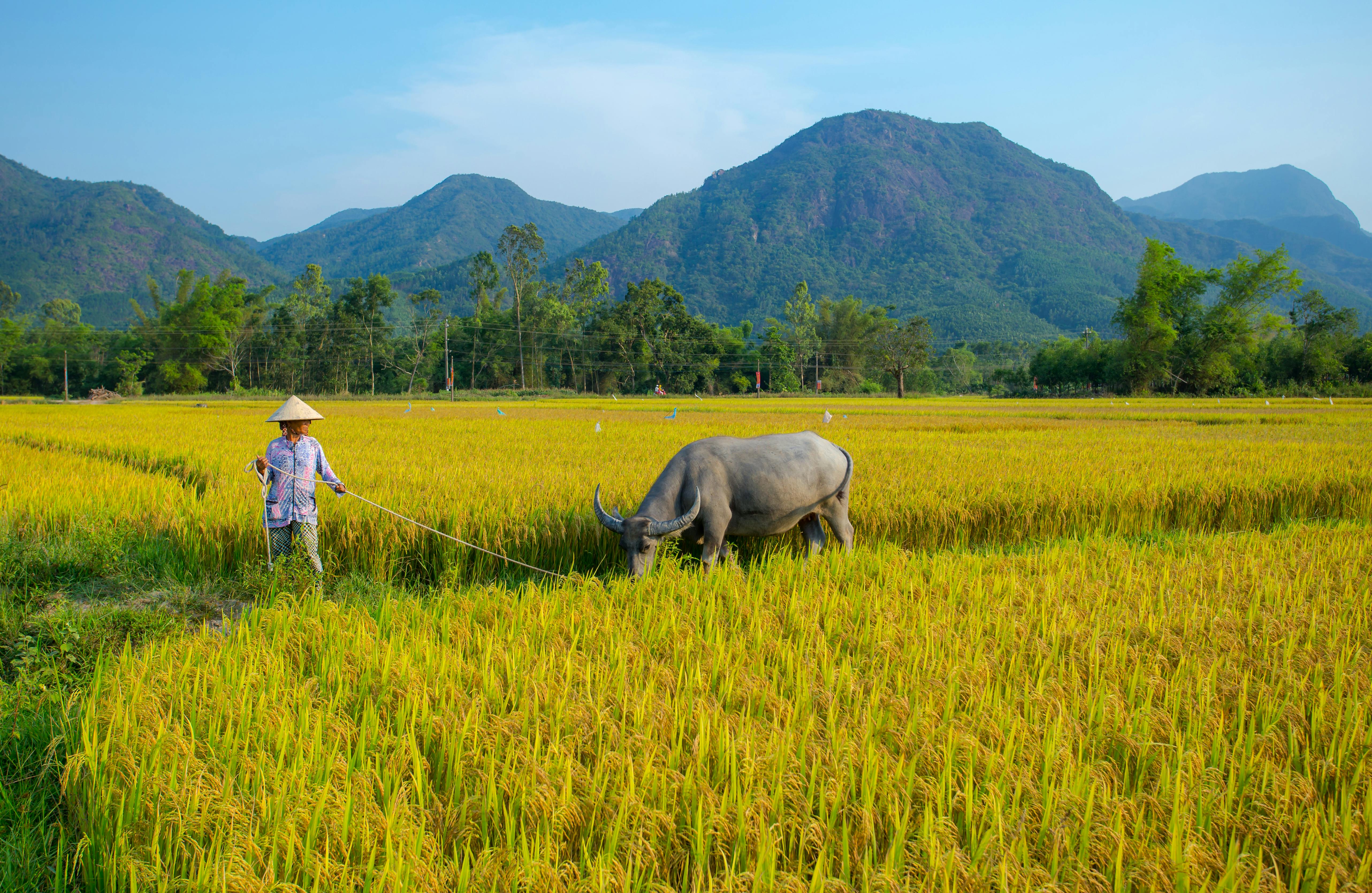 Morning Vietnam tour