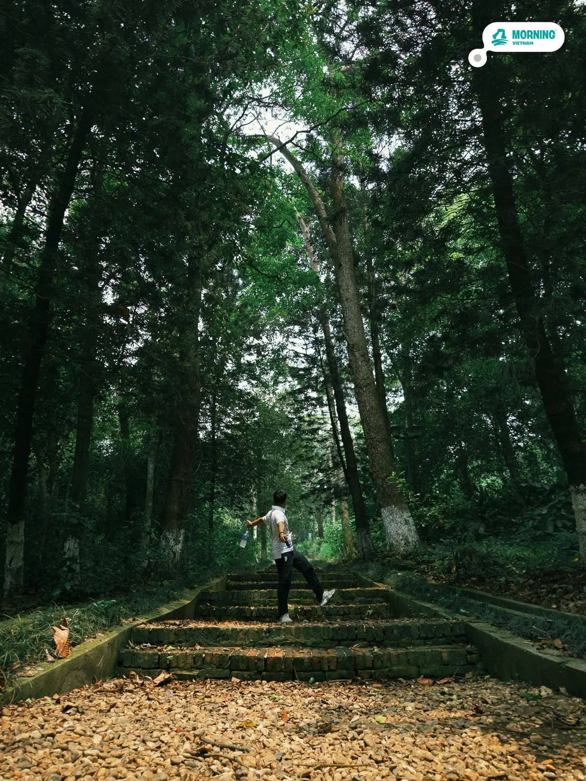 Stone steps through dense forest at the Ho Chi Minh complex grounds