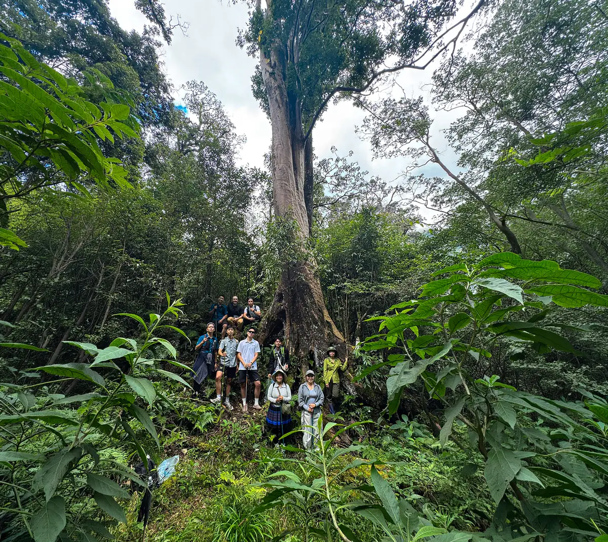 Hoàng Liên Old-Growth Forest Trek