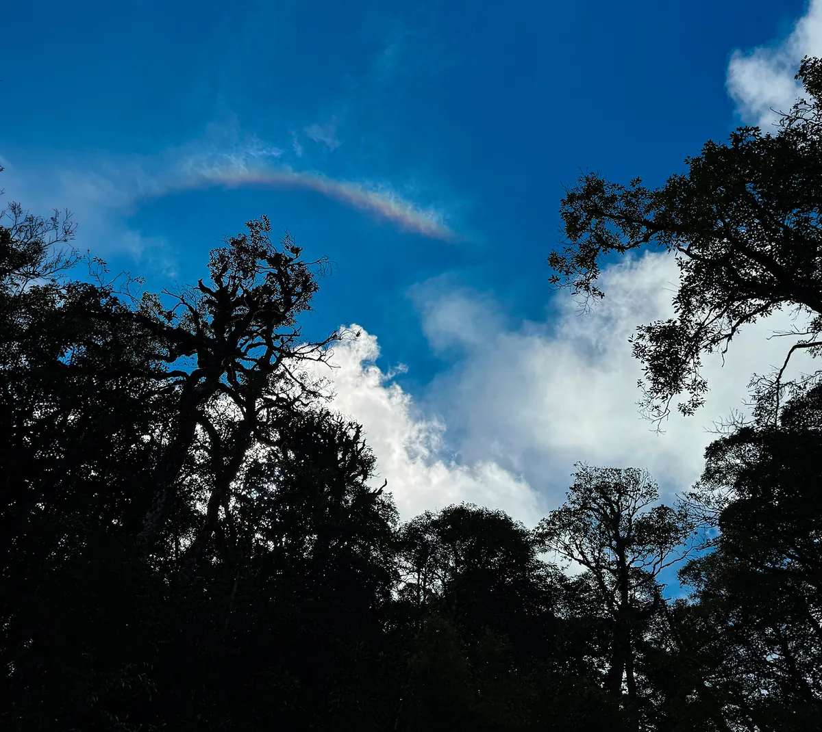 Old forest canopy against the sky