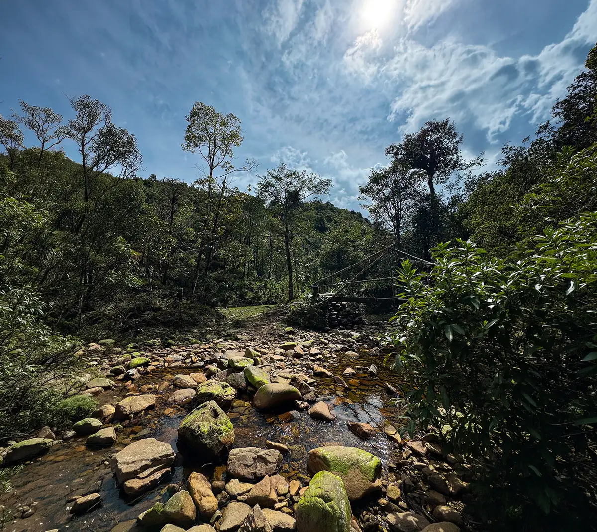 A forest stream crossing on the trail