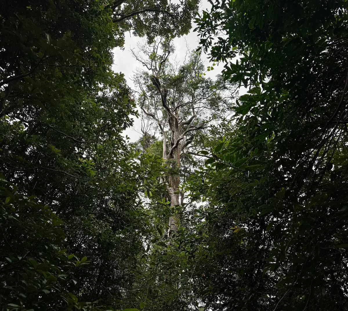 Looking up through the old-growth canopy