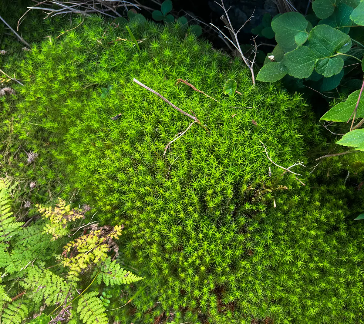 Bright green moss carpeting the forest floor