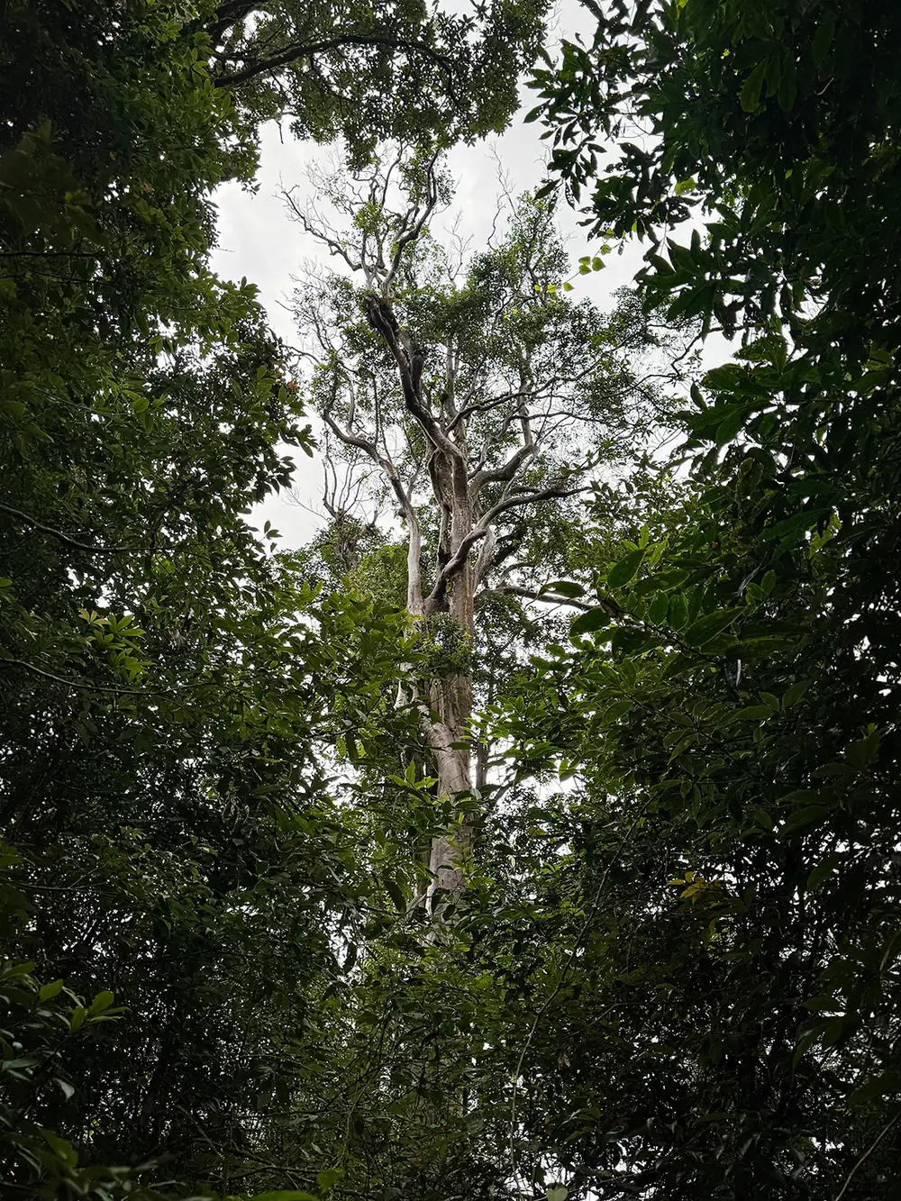 Hoàng Liên Old-Growth Forest Trek