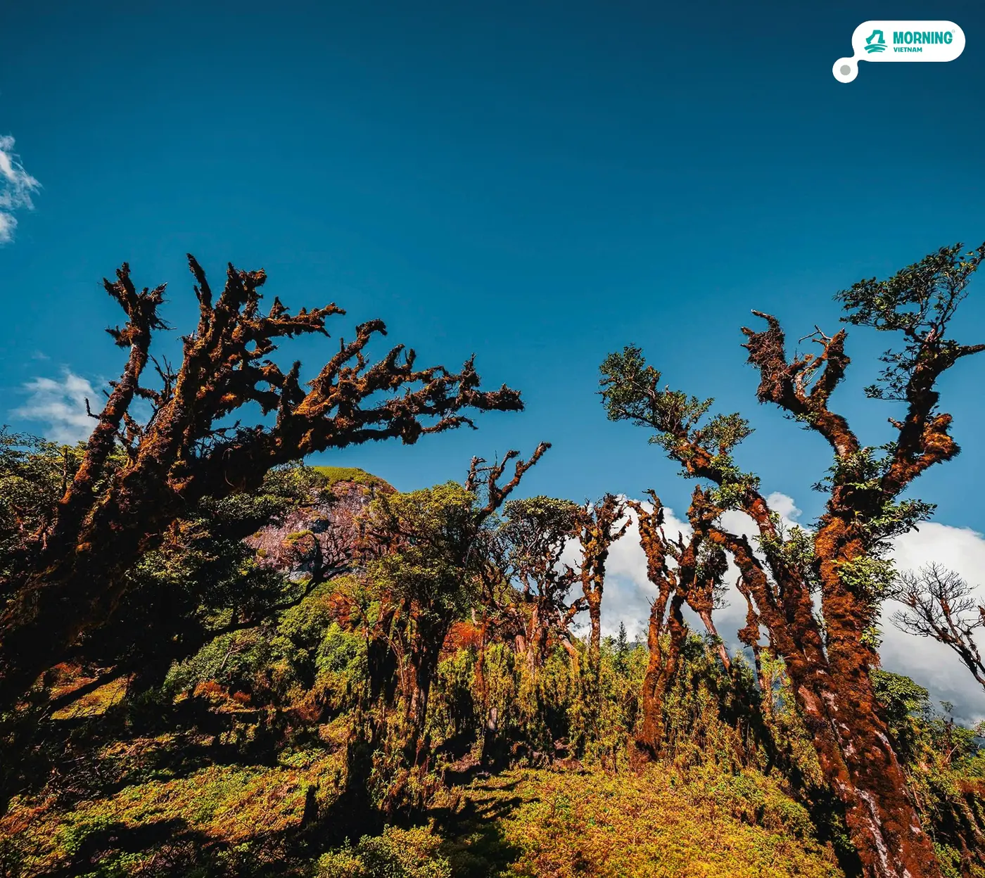 Mossy, twisted trees against a deep blue sky