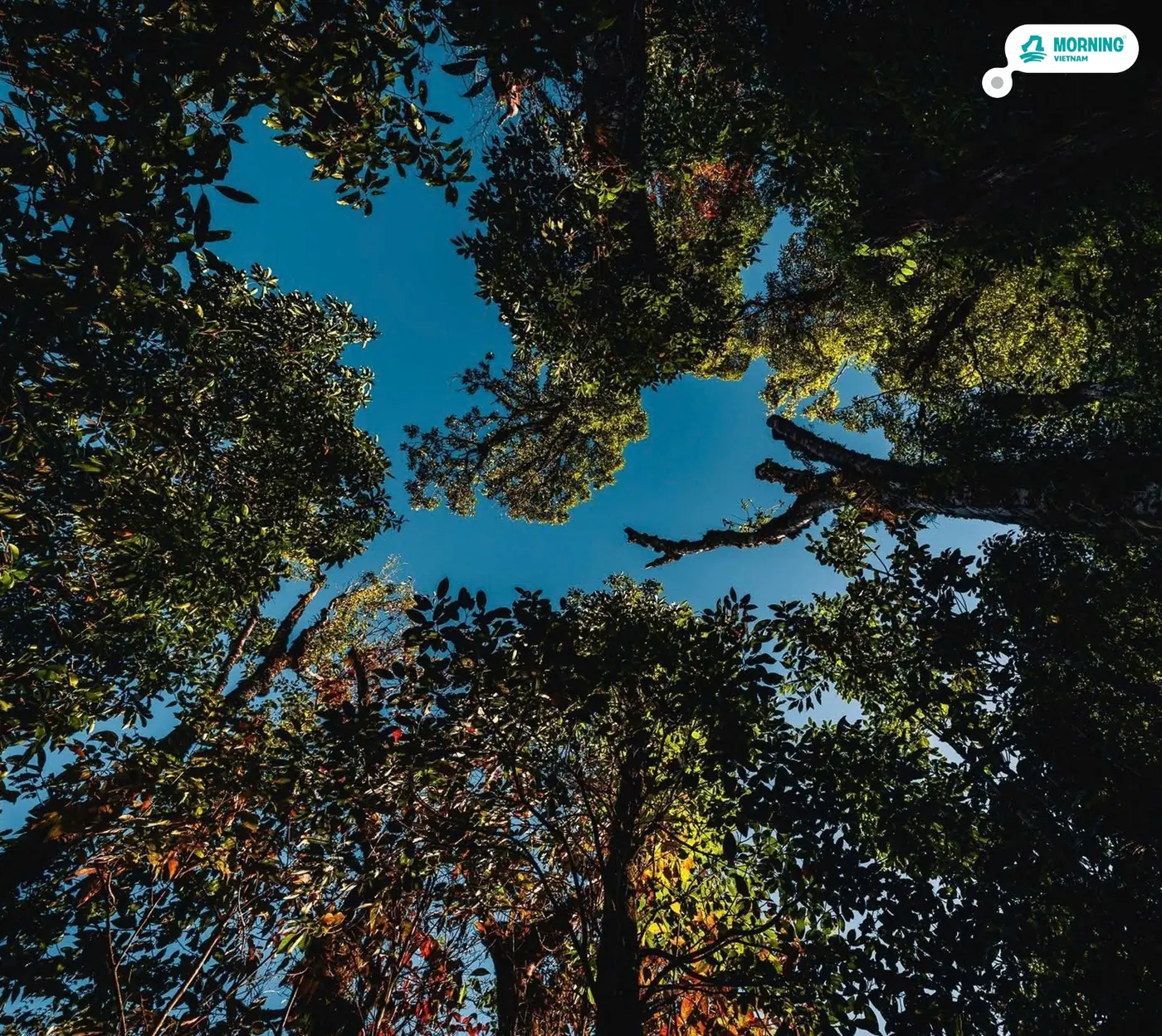 Looking up through the moss forest canopy
