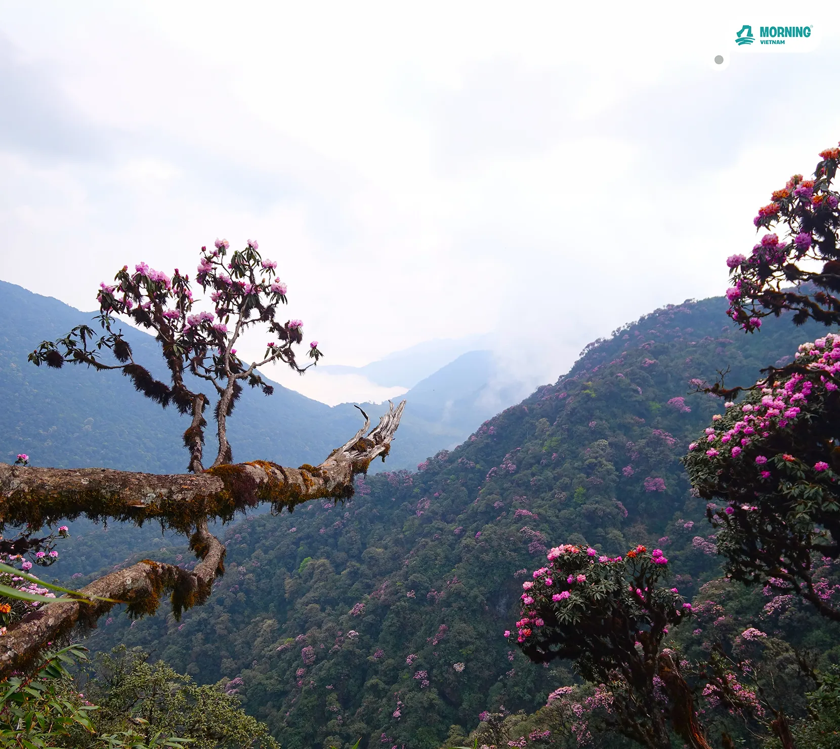 Putaleng — rhododendron forest at Rhododendron Peak