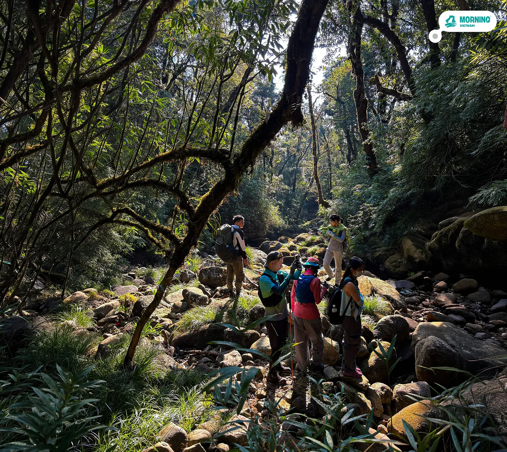 Putaleng — ancient rhododendron trees in full bloom