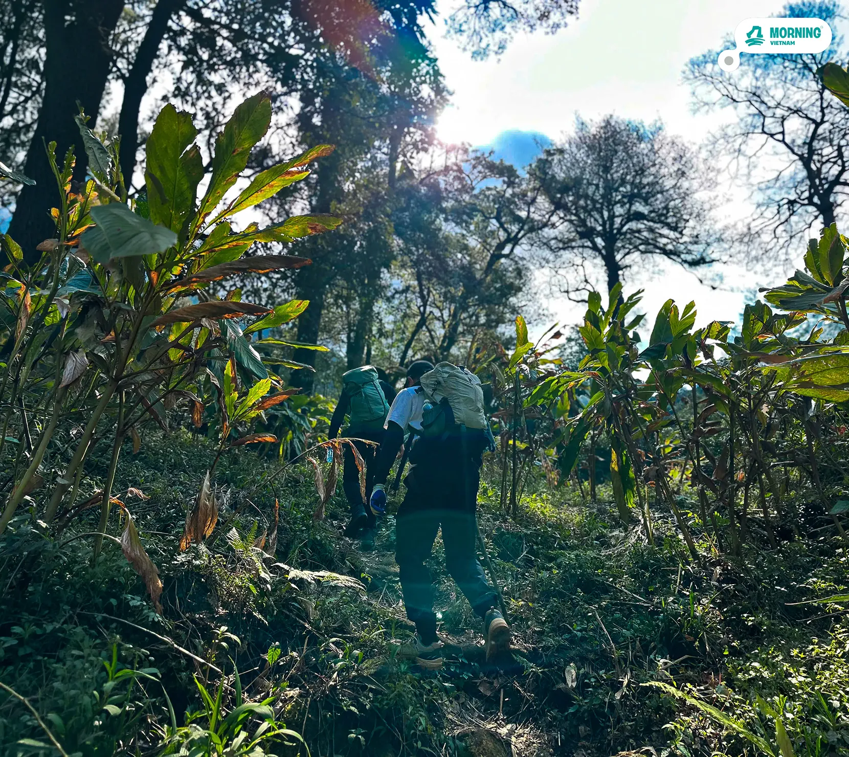 Putaleng — bamboo forest above 2,000m