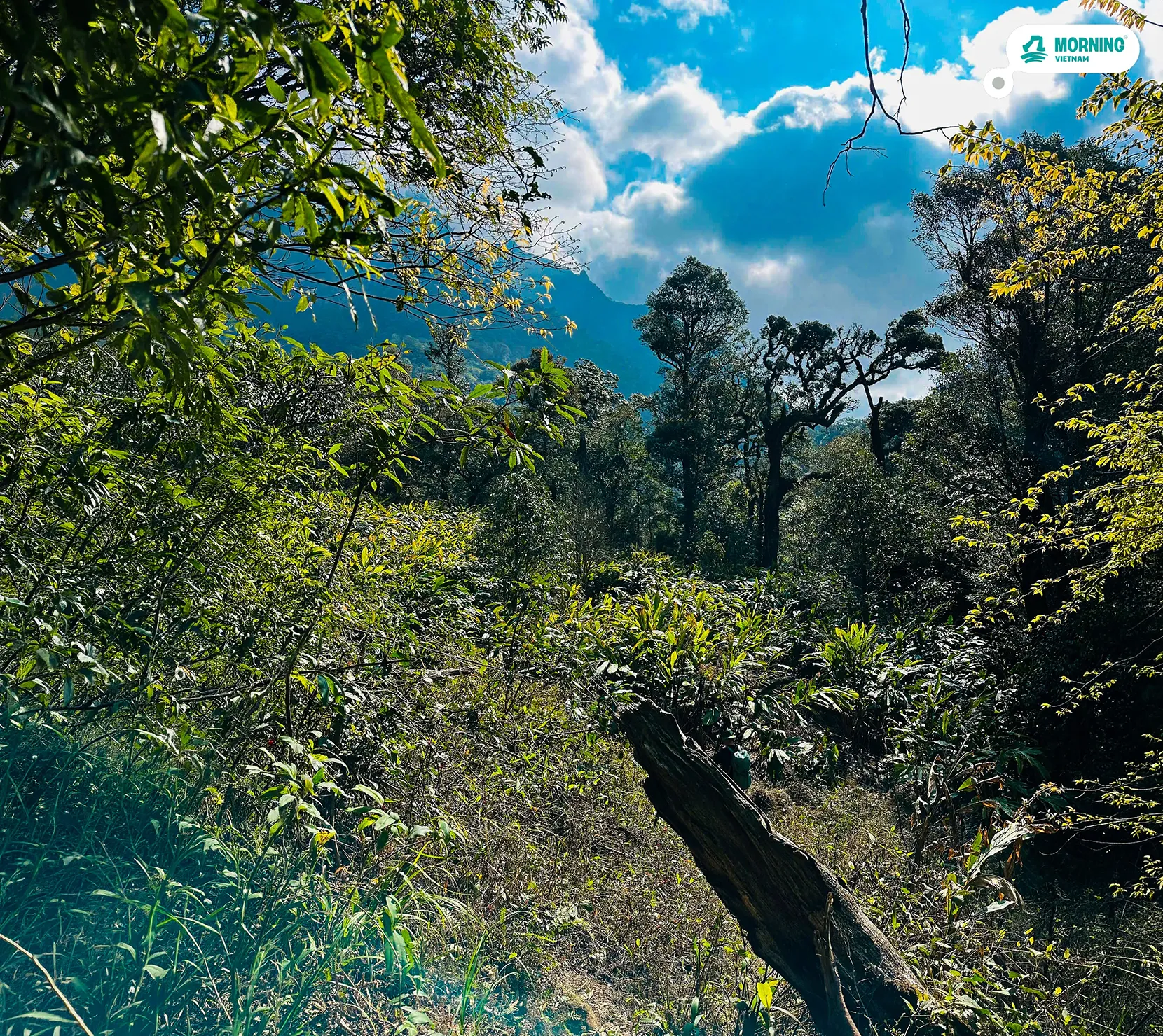 Putaleng — trekking through old-growth forest